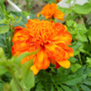 Meet your Posher, Cat hartt-towle